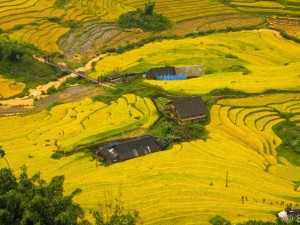 Sapa: Cat Cat Village Vietnam Sightseeing Tours: Overall Vietnam Scenic Tour
