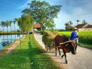Hanoi: Duong Lam Village Vietnam Sightseeing Tours: Hanoi Culture Tour