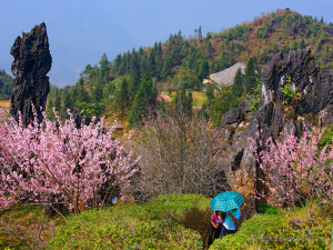 Sapa: Ham Rong Mountain Vietnam Sightseeing Tours: Overall Vietnam Scenic Tour