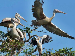 Cambodia Adventure Tours: Cambodia Bird-watching Tour