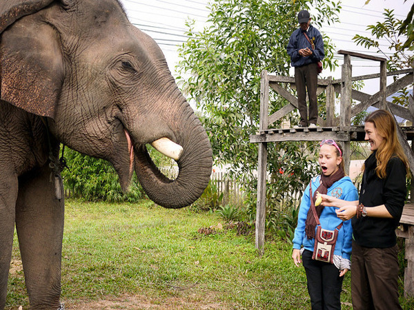 Luang prabang package tour at the elephant lodge Laos elephant riding tours: luang prabang package tour at the elephant lodge