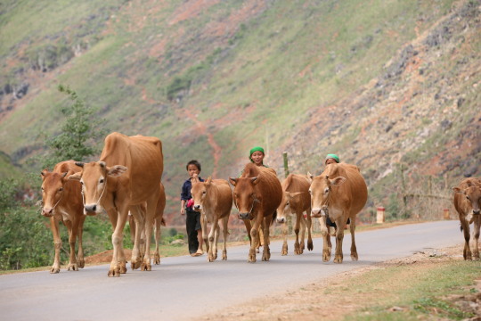 Best ha giang discovery tour Ha giang province | best ha giang discovery tour