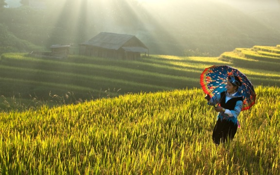Trekking tour from bac ha to ha giang Hoang su phi in rice season | trekking tour from bac ha to ha giang