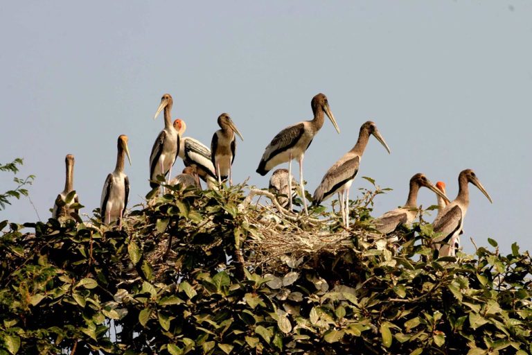 Prek toal bird sanctuary