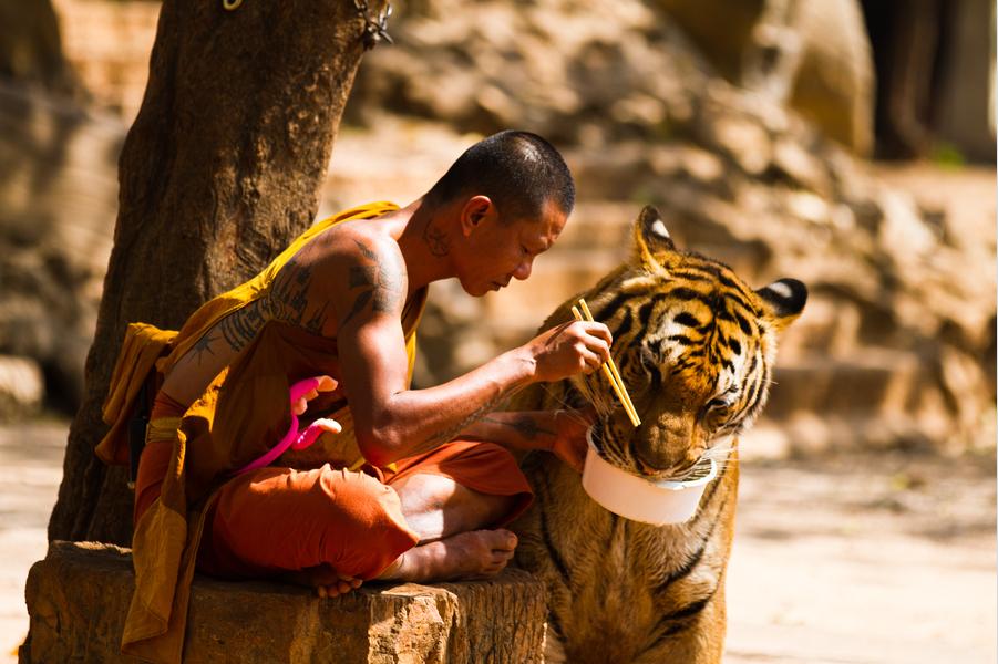 tiger tours thailand