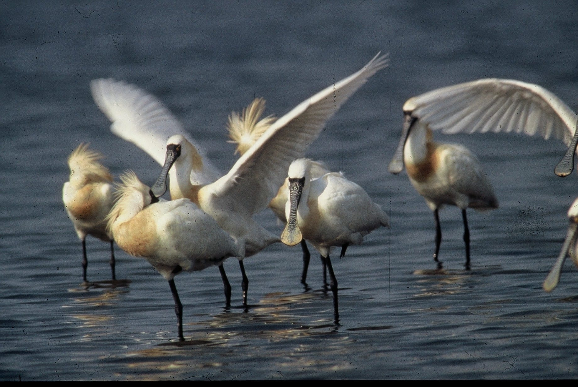 Bird watching tour in xuan thuy national park 1 | bird watching tour in xuan thuy national park