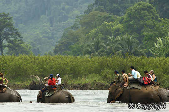 Mae tang elephant trekking | authentic northern thailand adventure expedition