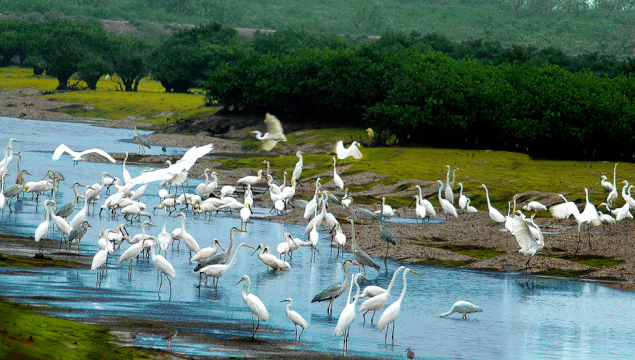 Xuan thuy park | bird watching tour in xuan thuy national park