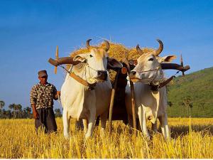 Kampong chnang stopover Mekong river tours: siem reap cruise trip to phnom penh by toum tiou