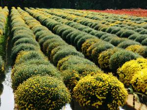 Flower garden in sa dec Mekong river tours: rv indochine cruise holiday from saigon to phnom penh - 6 days