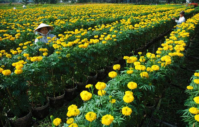 Sa dec village | mekong melody cruise holiday from cai be to can tho via long xuyen