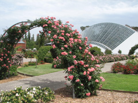 Delight of bangkok tour Rose garden thailand | delight of bangkok tour