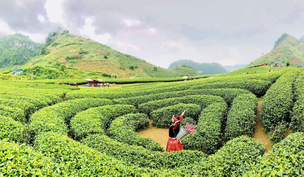 Moc chau tour with bach long glass bridge and dai yem waterfall - moc chau tea hill 2- day moc chau tour with bach long glass bridge and dai yem waterfall