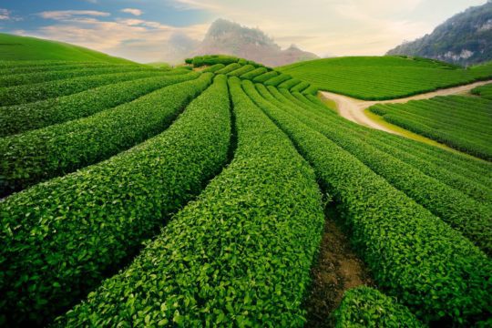 Why moc chau is called the “green pearl” of northwest vietnam? Why-moc-chau-is-called-the-green-pearl-of-northwest-vietnam