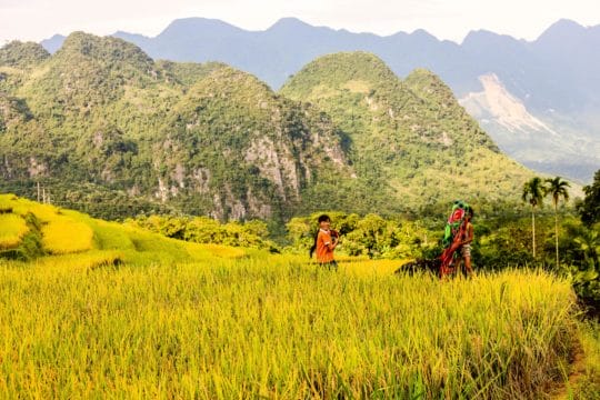 10 most breathtaking rice terraces in vietnam (2027 guide) Top-10-must-visit-rice-terraces-in-vietnam-and-unforgettable-activities
