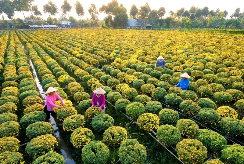 Discover-the-hidden-gems-of-sa-dec-in-the-mekong-delta-a-unique-adventure