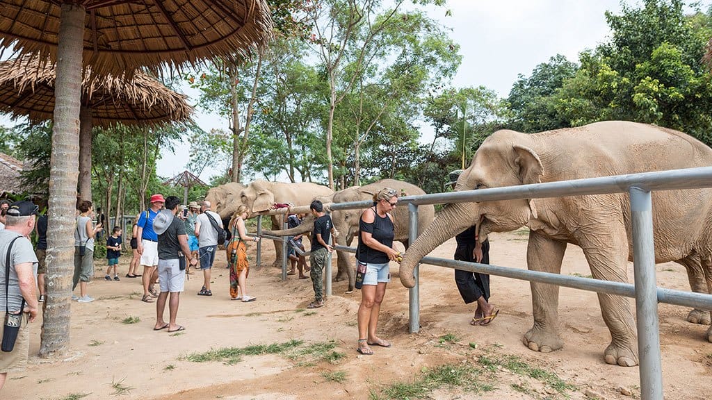 Top-elephant-sanctuaries-in-thailand
