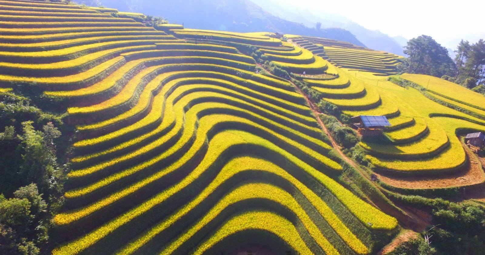 When-is-harvest-season-for-photos-in-northern-vietnam-best-time-for-golden-rice-terraces