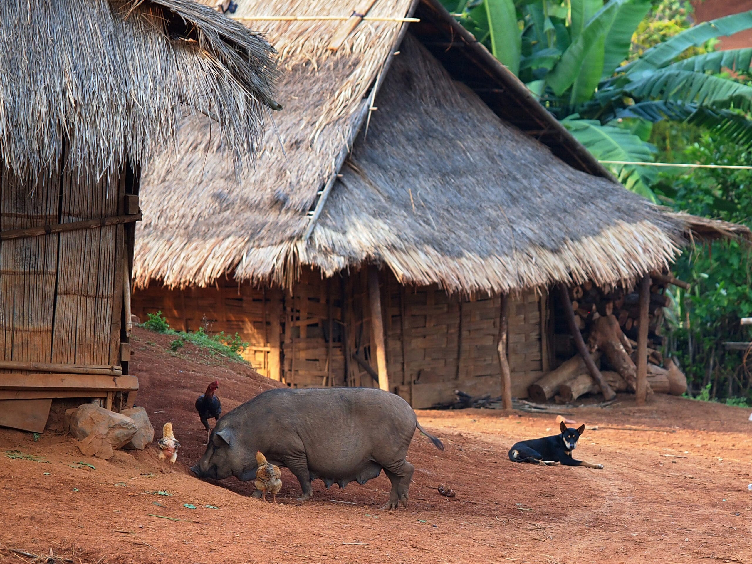 Why to choose shompoo cruise and what to see along the mekong river in laos Why to choose shompoo cruise and what to see along the mekong river in laos