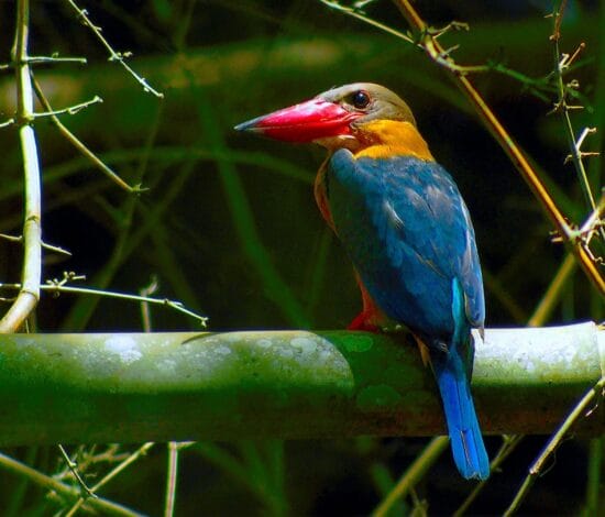 Nam cat tien national park: travel tips and activities Bird | nam cat tien national park: travel tips and activities