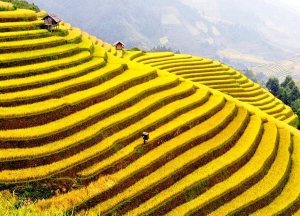 Ha giang climate by month: when is the best time to go? Hoang su phi rice terraces 3 1200x866 1 | ha giang climate by month: when is the best time to go?