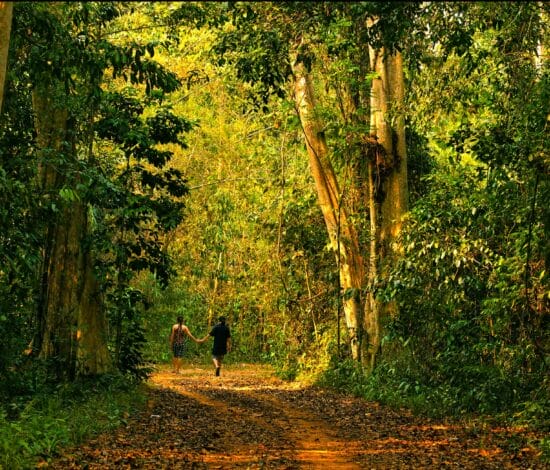 Nam cat tien national park: travel tips and activities Nam cat tien | nam cat tien national park: travel tips and activities