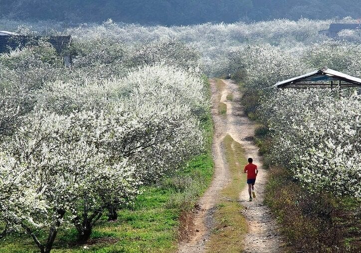 Top nature trails in moc chau – best hiking & eco-tour guide Moc chau plum flower valley trails 1 e1756259070701 | top nature trails in moc chau – best hiking & eco-tour guide