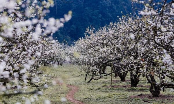 Best 3-day hanoi to moc chau itinerary options for nature, culture & adventure Moc chau plum flower valley trails 3 | best 3-day hanoi to moc chau itinerary options for nature, culture & adventure