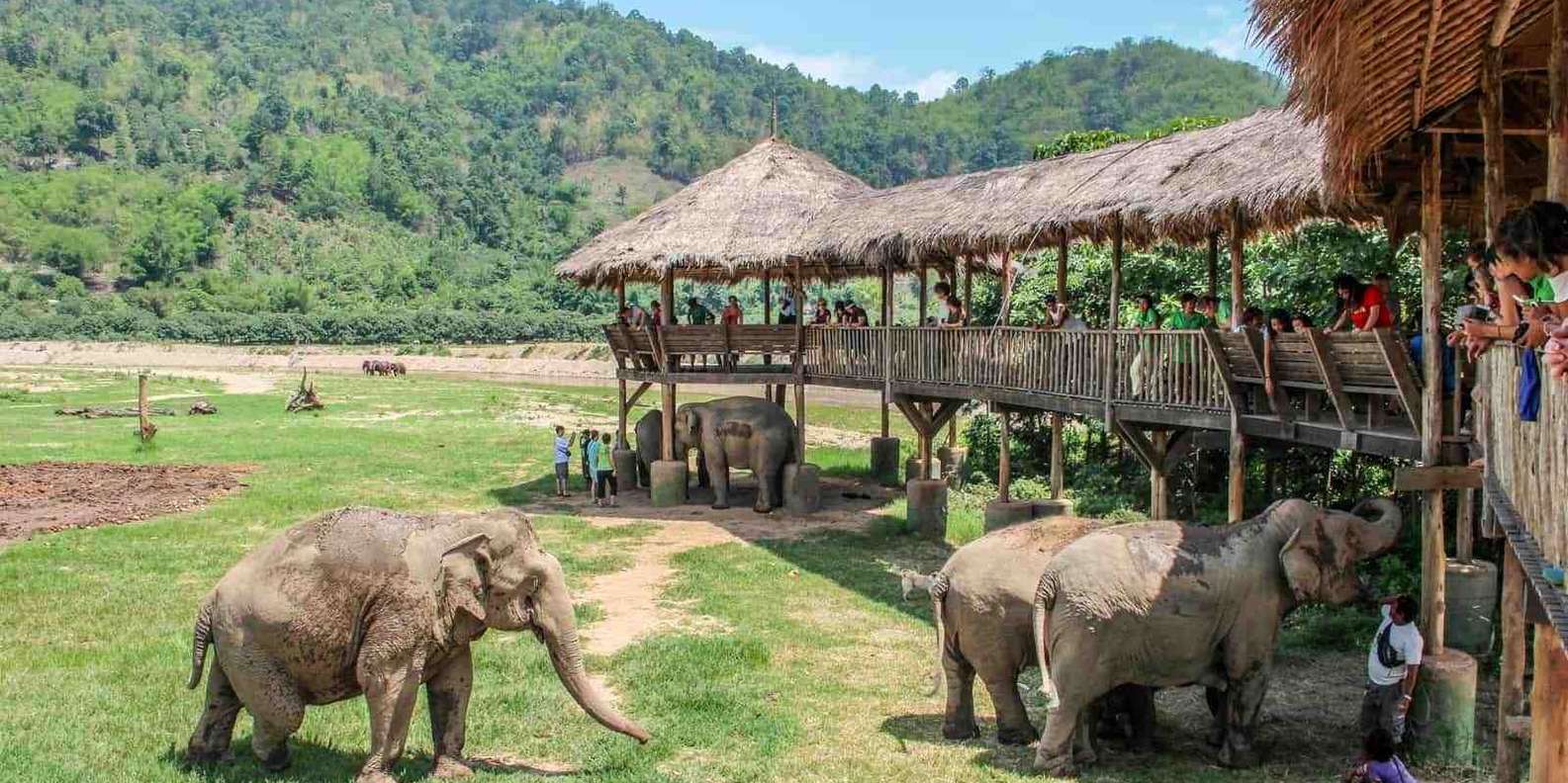 Top-ethical-elephant-sanctuaries-in-thailand-to-visit-for-a-meaningful-travel-experience Top-ethical-elephant-sanctuaries-in-thailand-to-visit-for-a-meaningful-travel-experience