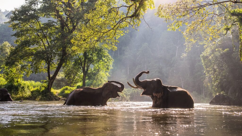 Ethical elephant sanctuaries near chiang mai Ethical-elephant-sanctuaries-near-chiang-mai