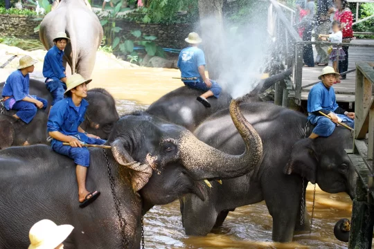 Chiang dao elephant camp 2 | authentic chiang mai adventure tour