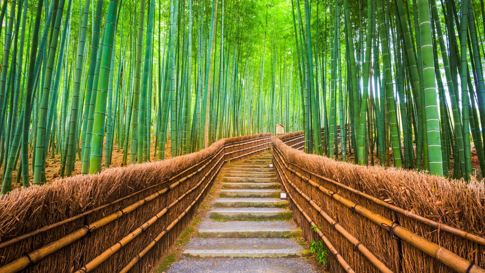 10-day journey through japan from tokyo to osaka via fuji, hakone and kyoto The arashiyama bamboo grove in kyoto japan 2 | 10-day journey through japan from tokyo to osaka via fuji, hakone and kyoto