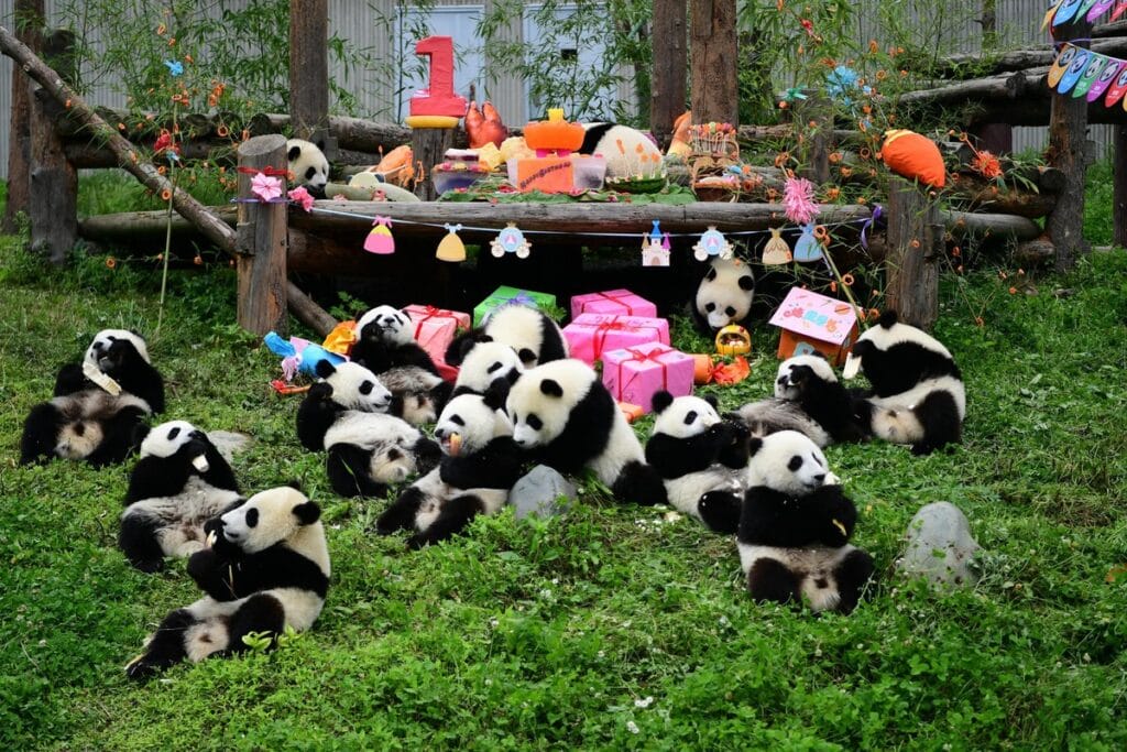 China River Journey: Pandas, Leshan Buddha & Yangtze Cruise - 2