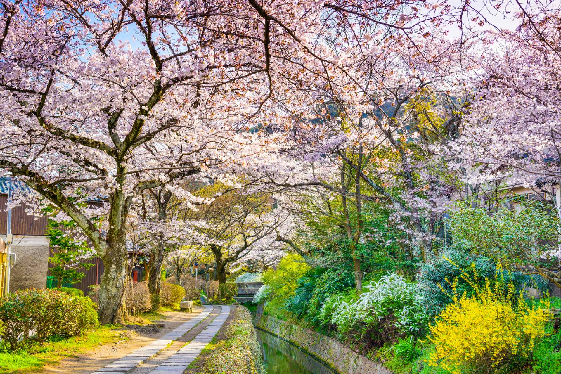 Japan in cherry blossom season: most beautiful places to visit Philosophers path spring in kyoto 1 | japan in cherry blossom season: most beautiful places to visit